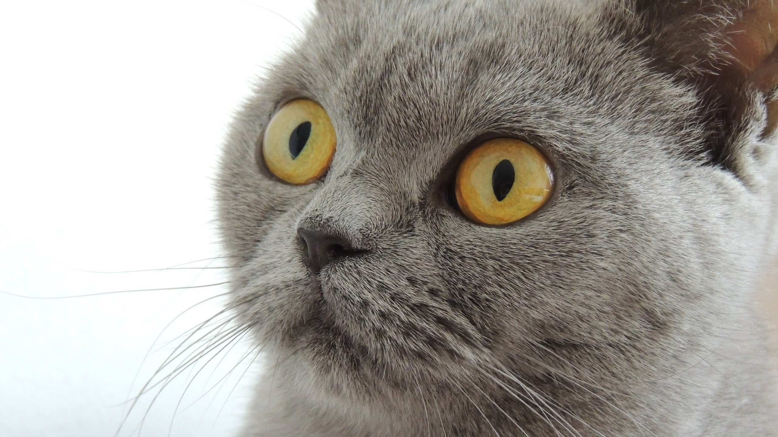 开云官网APP下载-“意甲追冠战：多支球队死拼，胜负难料”，意甲争冠