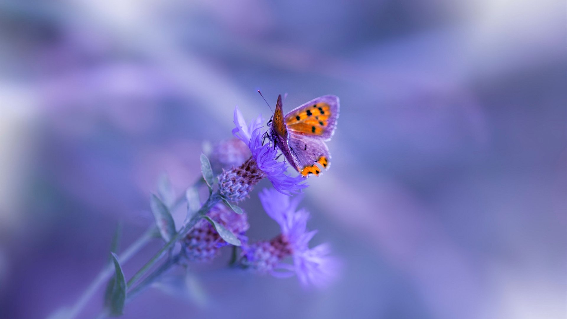 Kaiyun(中国)开云-中国篮协推出“篮球城市”建设方案，推动城市体育发展，中国篮球之城是哪个城市