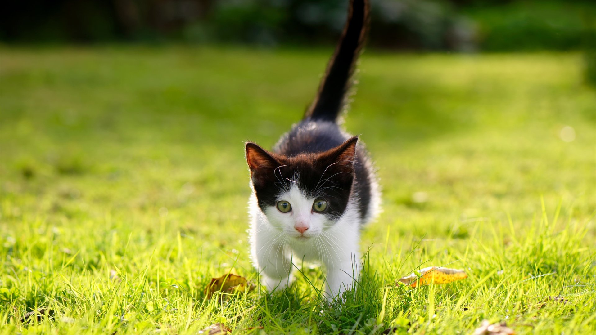 开云体育中国官网-历史性冲线瞬间：惊喜逆转夺冠，历史性突破是什么意思