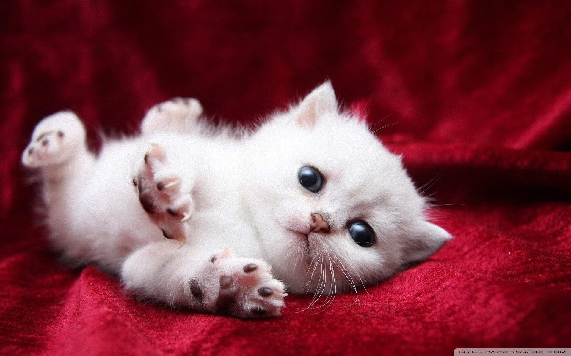 开云下载-电竞女神COS出战夺冠，引爆二次元体育圈，电竞职业选手的玩cos的