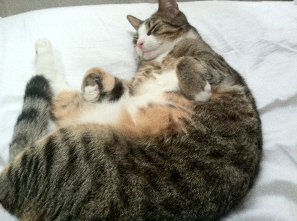 开云网页版-赛场战术：快速反击成为北京取胜的秘密武器！