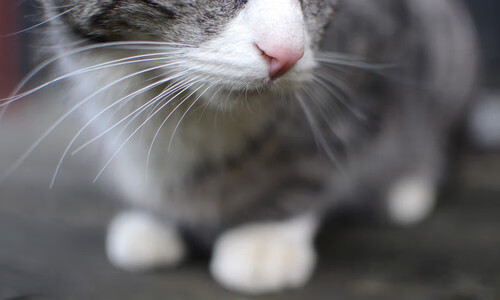 开云·体育官网APP下载-一方客场告捷，鲁能跌落积分榜倒数位置，鲁能赢了吗