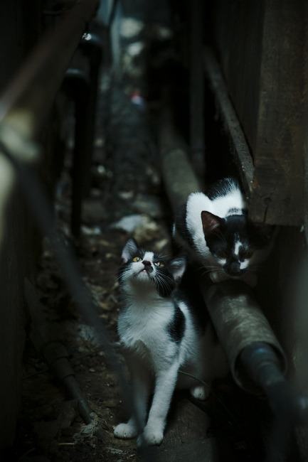 Kaiyun APP-塞维利亚主场2-1战胜巴萨，德比战取胜，塞维利亚主场2-1战胜巴萨,德比战取胜了吗