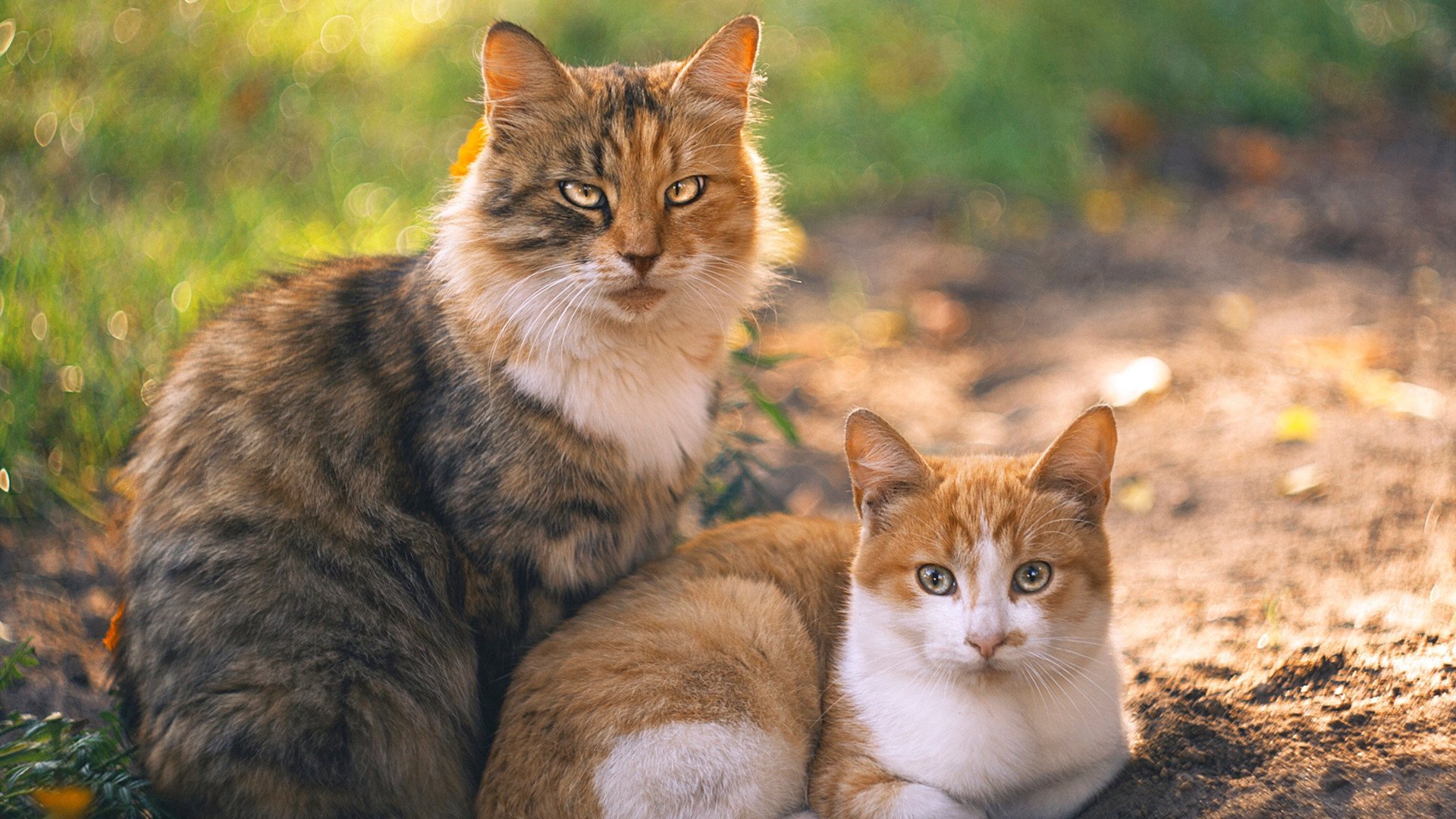 开云全站-法兰克福恩比赛，杜塞尔多夫力争翻盘，杜塞尔多夫和法兰克福哪个城市好