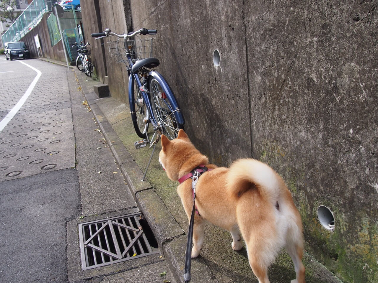 开云中国大陆-法国足球职业联赛强队呈现实力，争霸正酣，法国足球队强吗