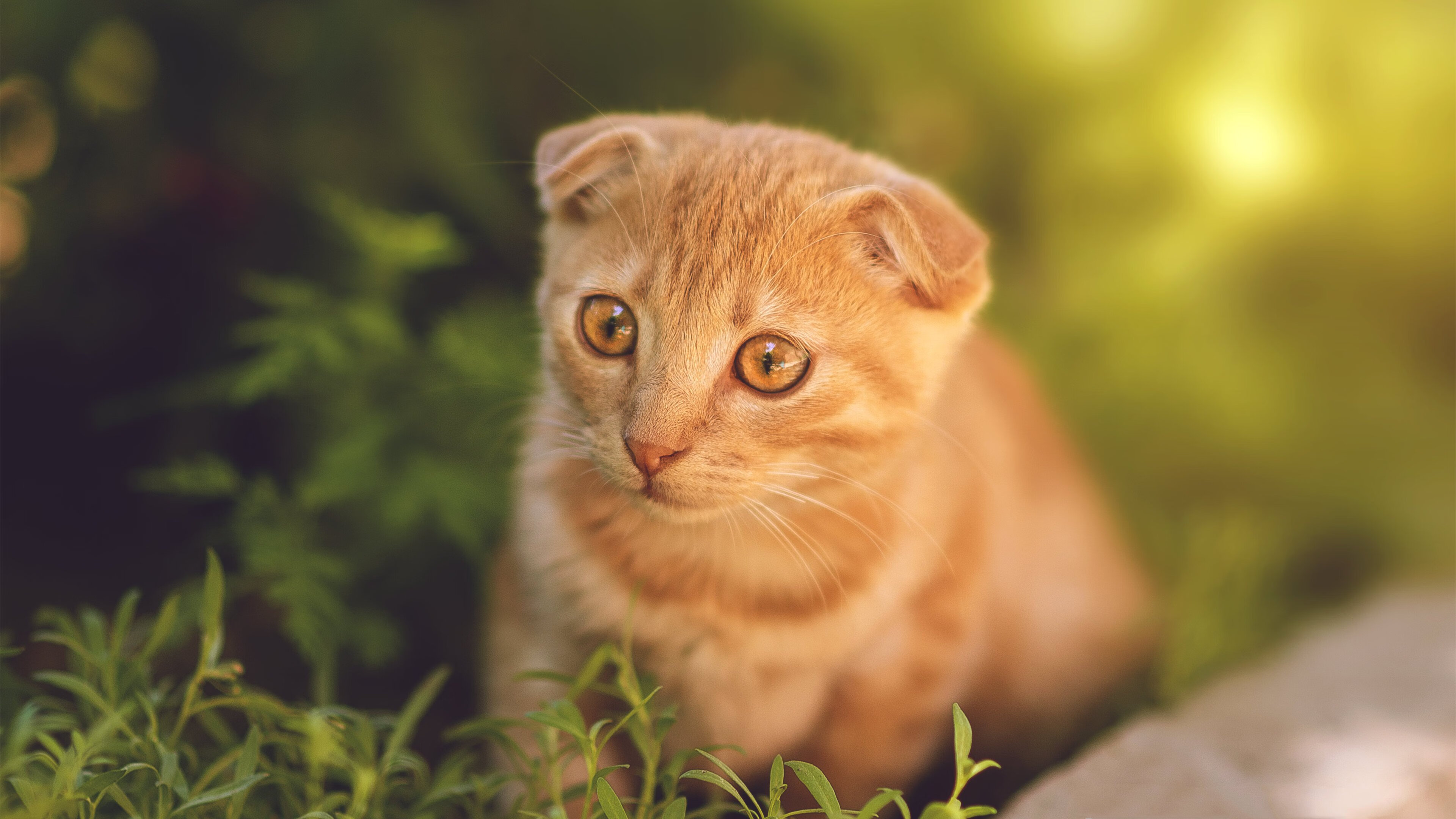 Kaiyun APP-中国篮球职业联赛市场营销策略分析与实施，篮球的市场营销