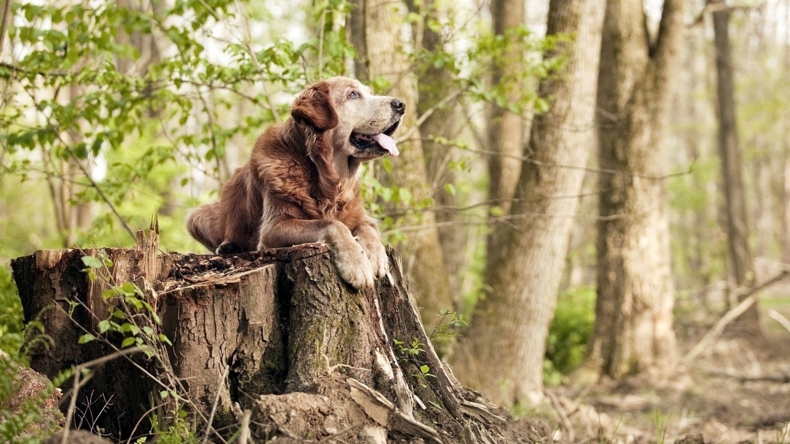 中国篮球青少年篮球发展政策及推广模式研究，中国青少年篮球的发展方向