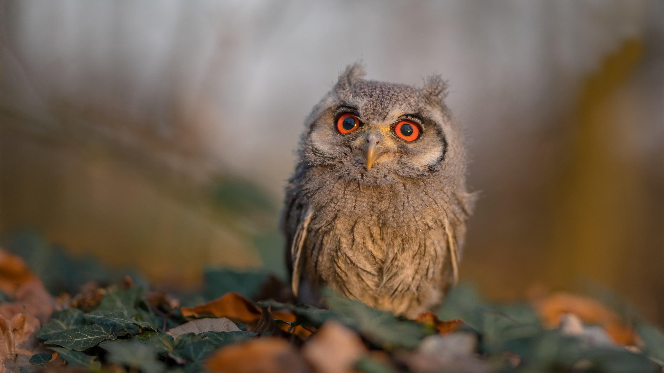 开云APP-国家队技战术体系缺乏创新动力，国家队战斗方式