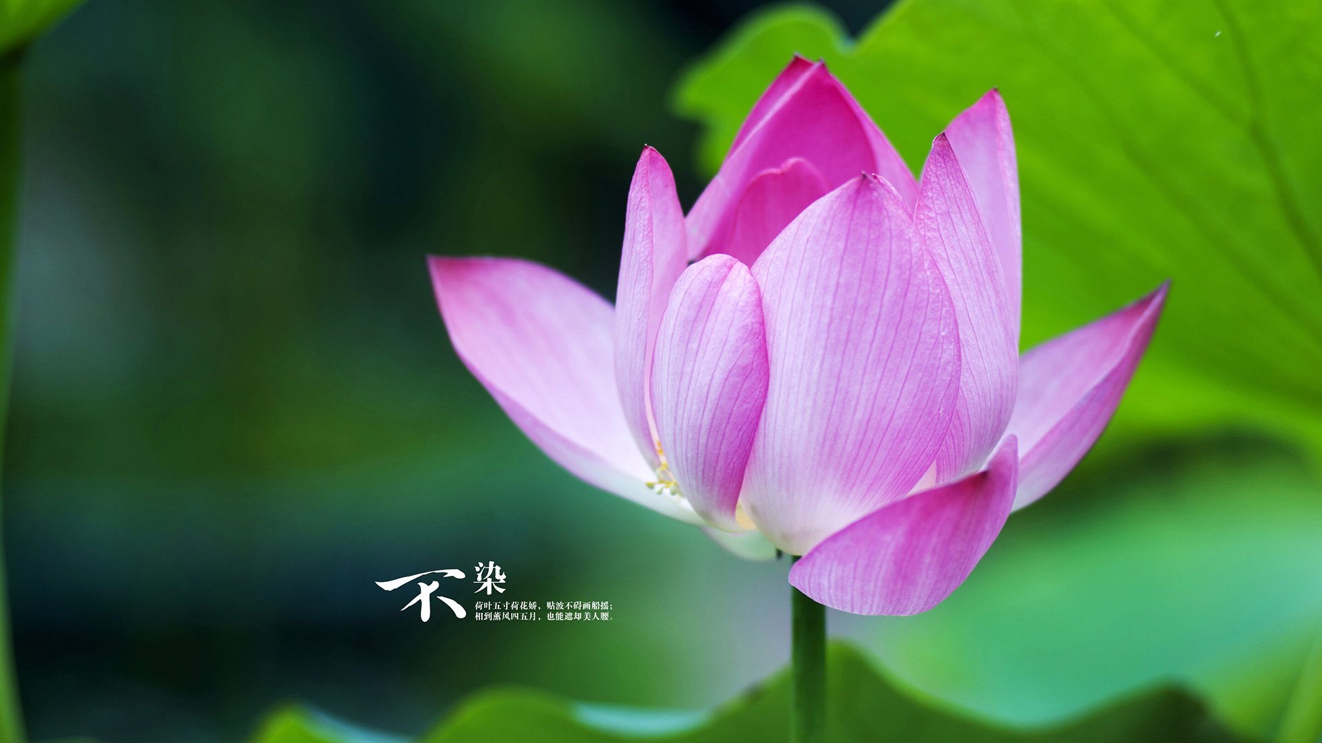 开云·体育官网-跳水环节波兰表现出色，跳水包揽