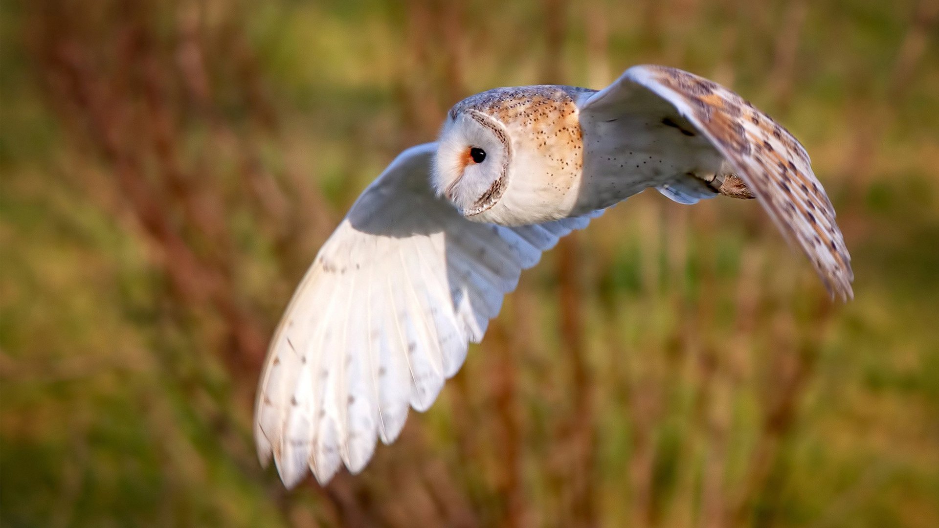 开云体育网页版入口-阿根廷新一代年轻球员崭露头角，国家队未来值得期待