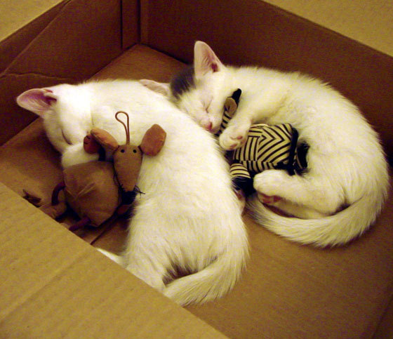 麦肯齐：作为全黑队的后卫，他的速度与技术为球队带来强大动力